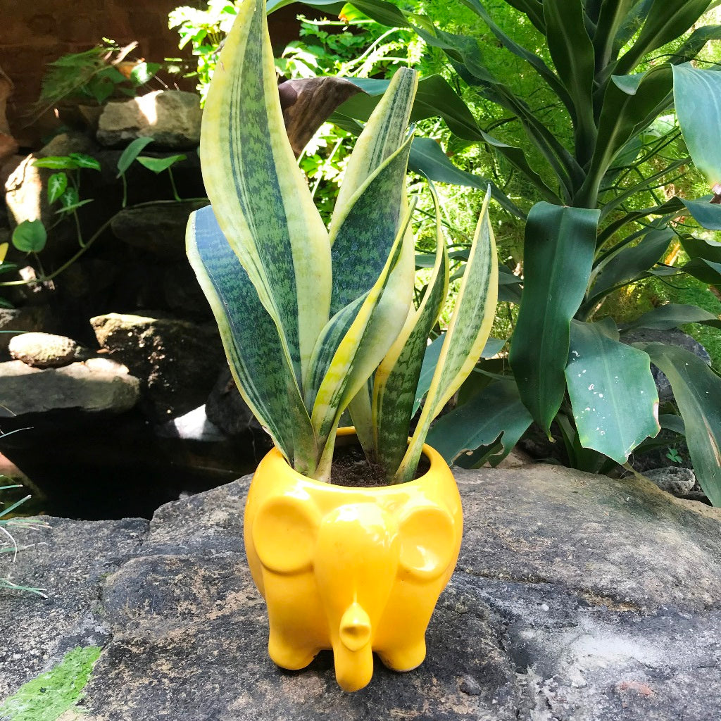 Royal Elephant Ceramic Planter - myBageecha