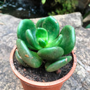 Cremnophila Linguifolia Succulent Plant