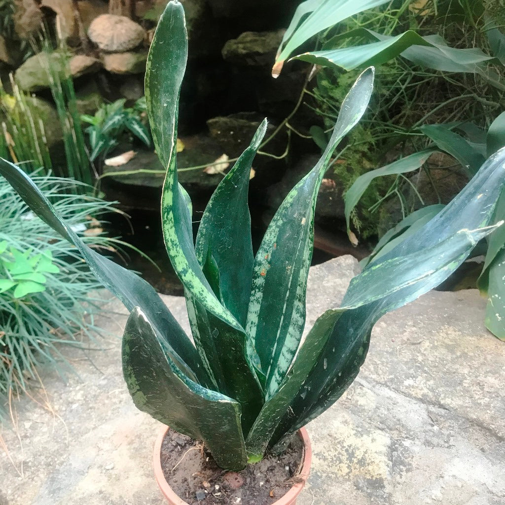 snake plant whitney Sansevieria Whitney Dark Variegated Decorative Plant