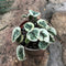 Peperomia Caperata Cultivar Succulent Plant