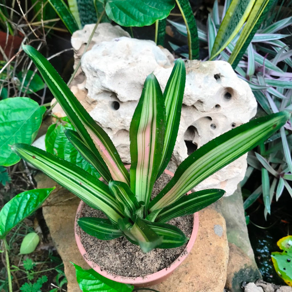 Neoregelia Carolinae Tricolor Plant - myBageecha