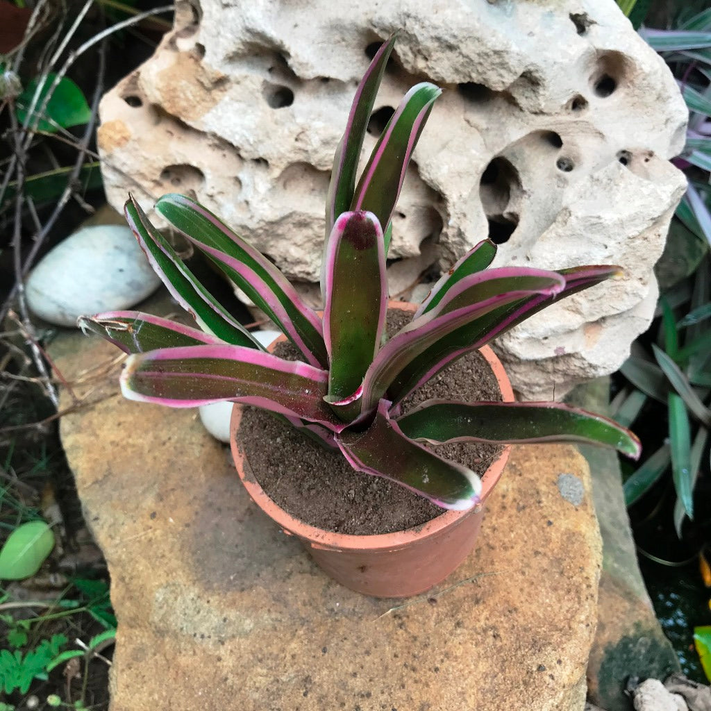 Neoregelia Rosy Fireball Plant - myBageecha