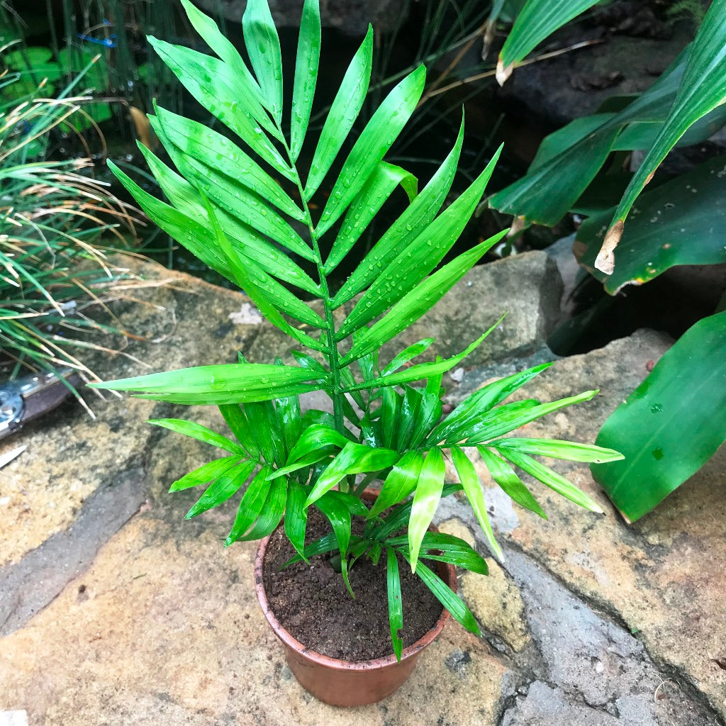 Parlor Palm Plant - myBageecha