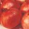 Onion Indam-4 (HY) Vegetable Seeds