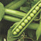 Peas Indam Greenwood (HY) Vegetable Seeds