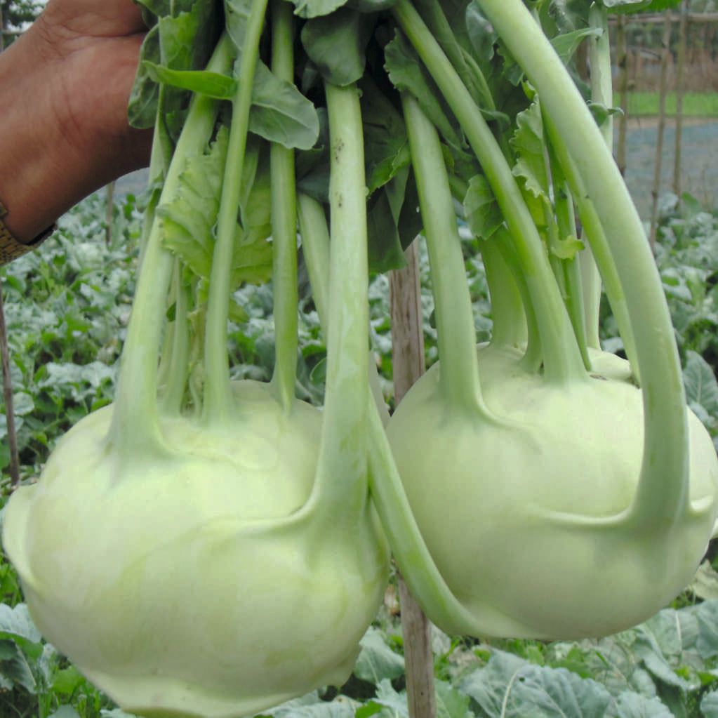 Knol Khol Indam-Jumbo (HY) Vegetable Seeds - myBageecha