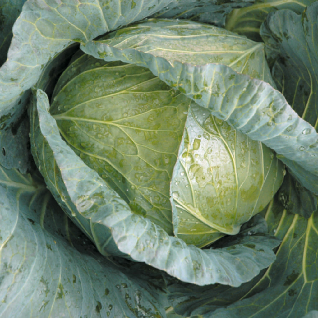 Cabbage Indam Krishna (HY) Vegetable Seeds - myBageecha