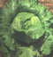 Organic Iceberg lettuce Seeds myBageecha - myBageecha