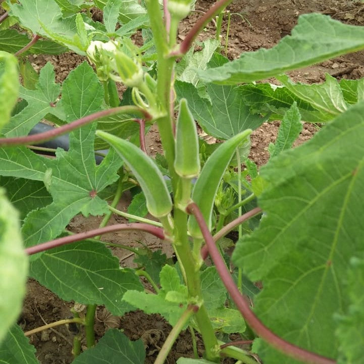 Okra Indam- 4424 [HY] Vegetable Seeds