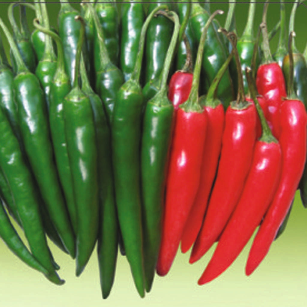 Chilli Indam-67 annual hybrid crop – myBageecha
