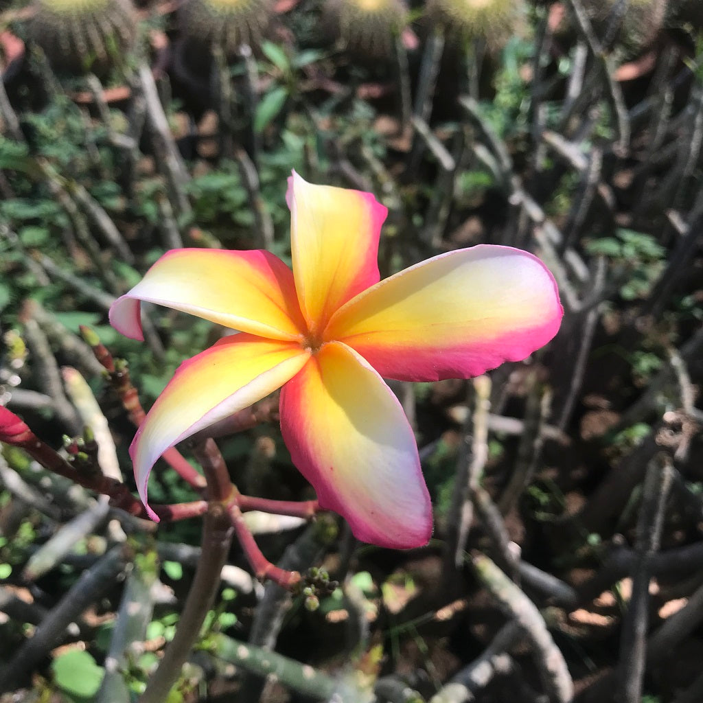 Plumeria Intense Rainbow Champa Plant - myBageecha