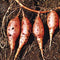 Ipomoea batatas Ace of Spades Plant