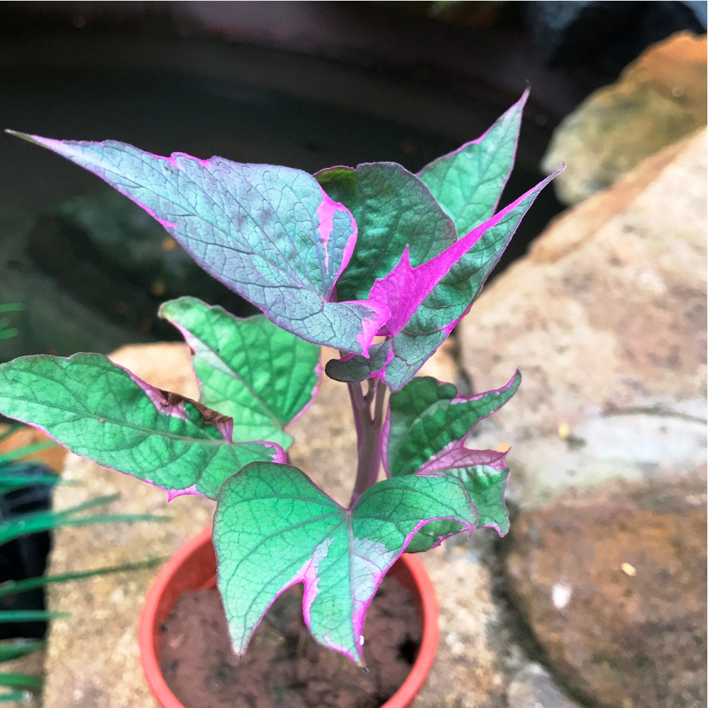 Ipomoea Batatas Pink Frost Vine Plant - myBageecha