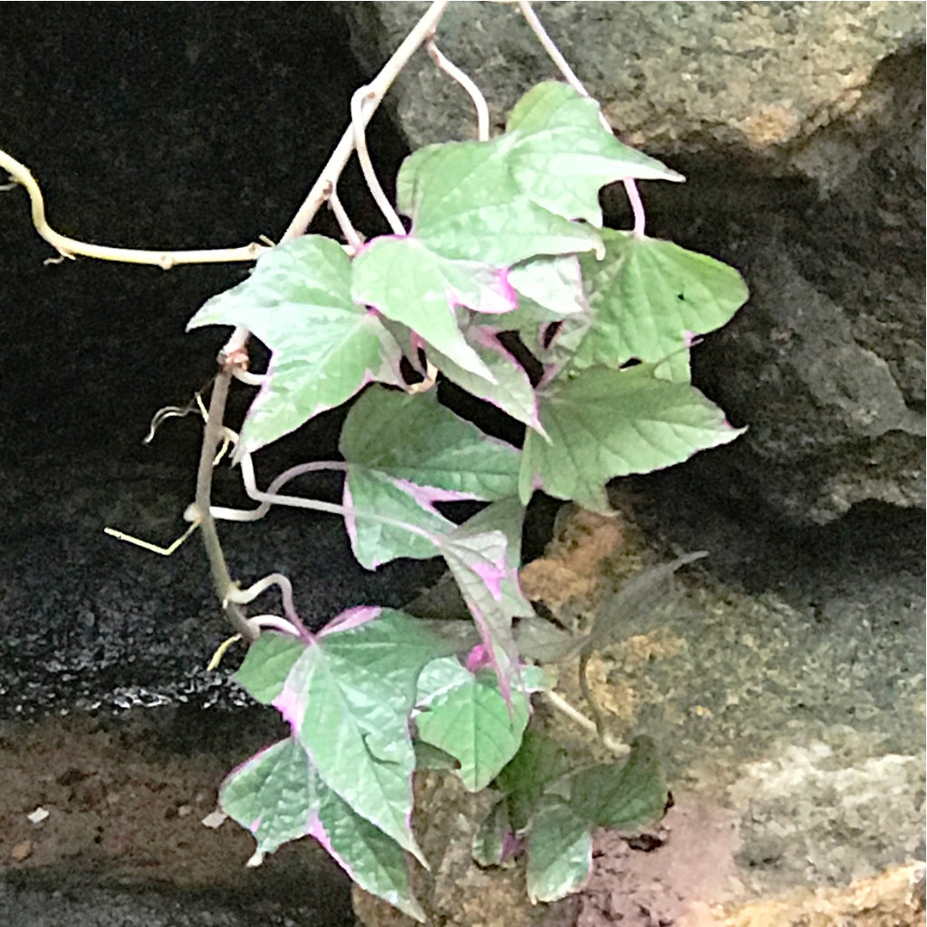 Ipomoea Batatas Pink Frost Vine Plant - myBageecha