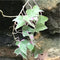 Ipomoea Batatas Pink Frost Vine Plant