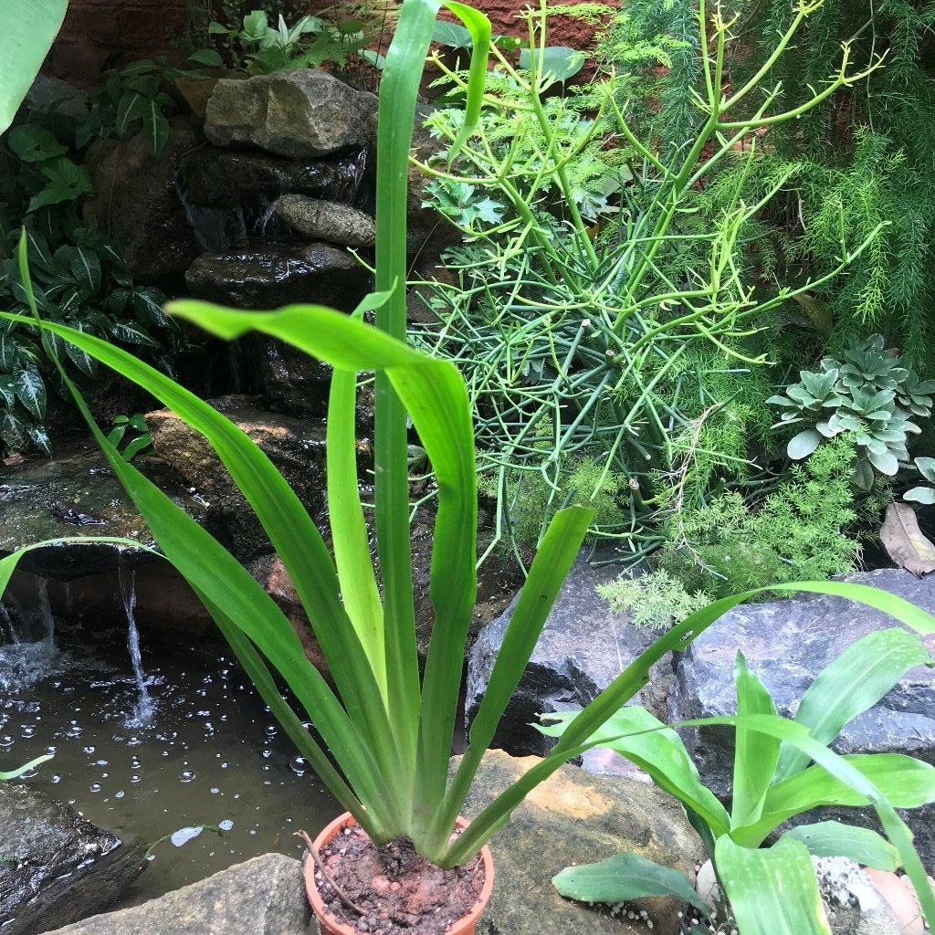 Iris Neomarica Gracilis Plant - myBageecha