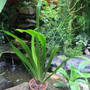 Iris Neomarica Gracilis Plant