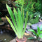 Iris Tectorum Plant