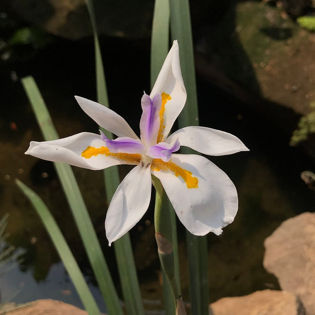 Iris Moraea Plant - myBageecha