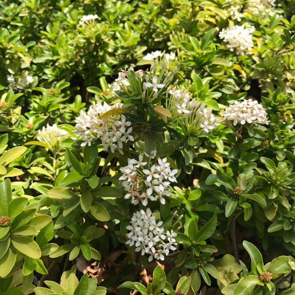 Ixora Dwarf White Plant - myBageecha