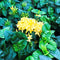 Jungle Flame 'Yellow' Plants myBageecha - myBageecha