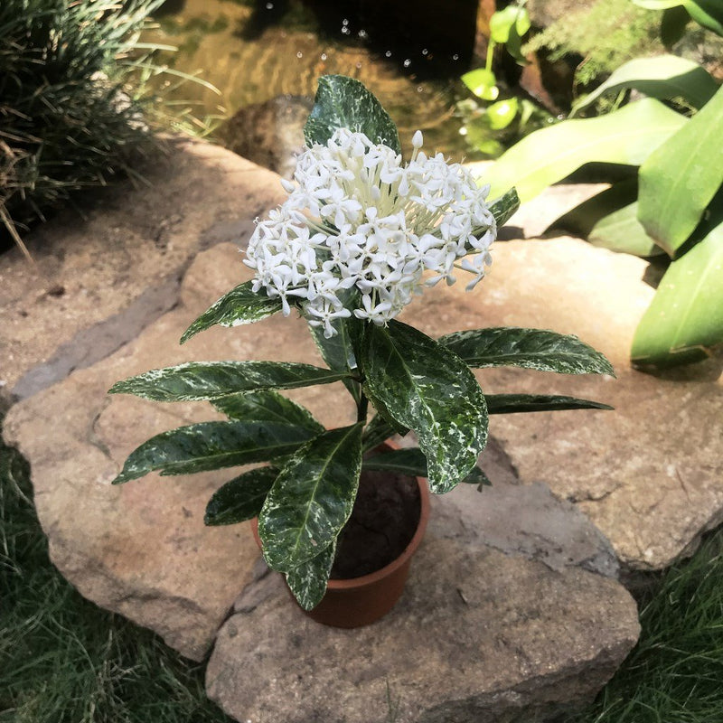 Ixora Parviflora Variegated Plant