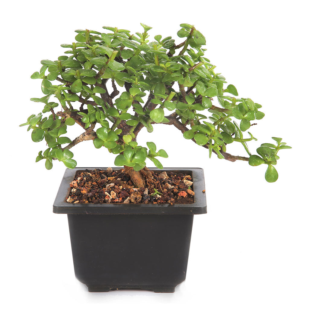 Bonsai Dwarf Jade Plant - myBageecha