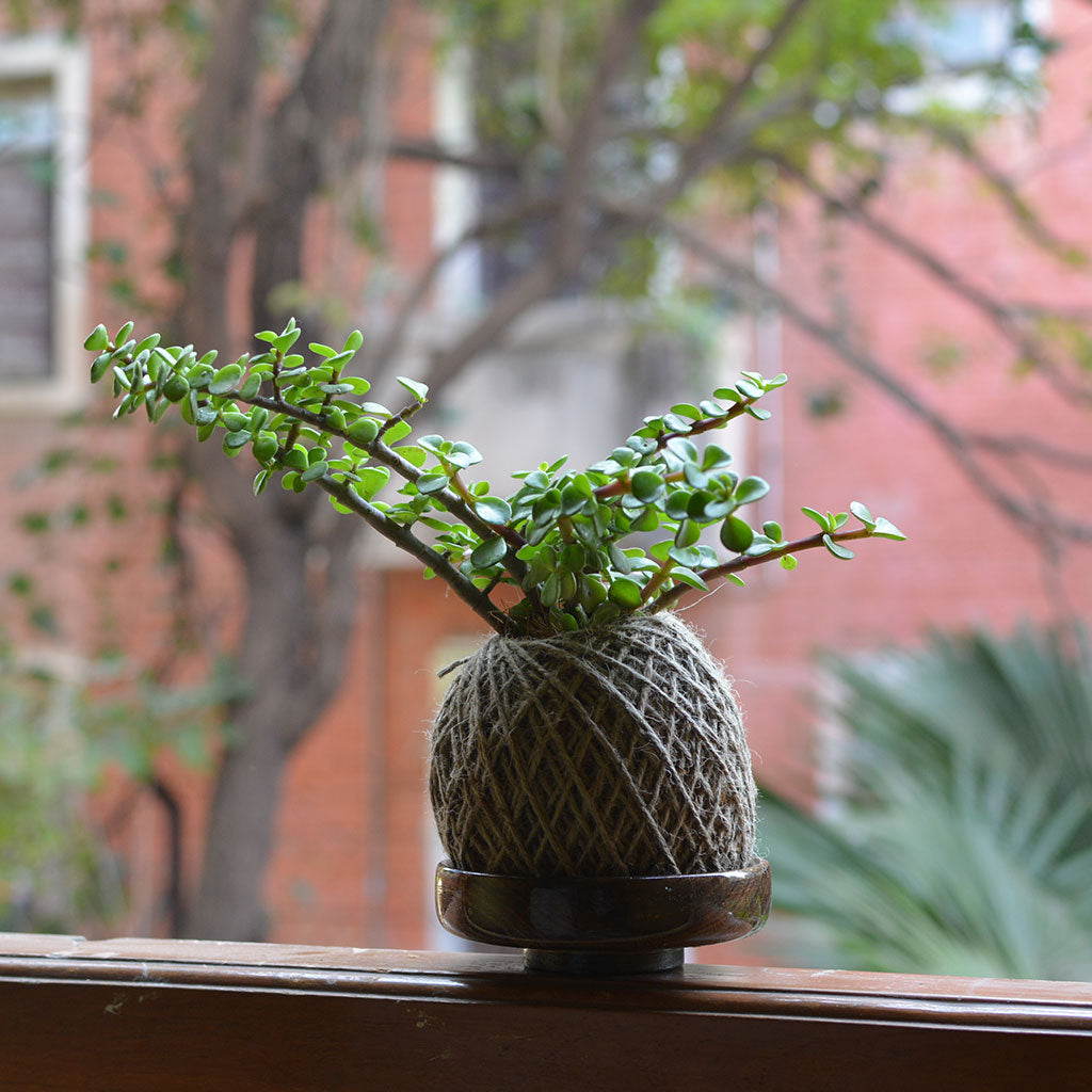 kokedama jade plant Kokedama Dwarf Jade | Japanese Moss Ball Plant