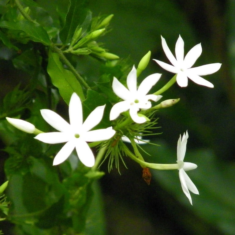 Jasminum Nervosum Plant - myBageecha