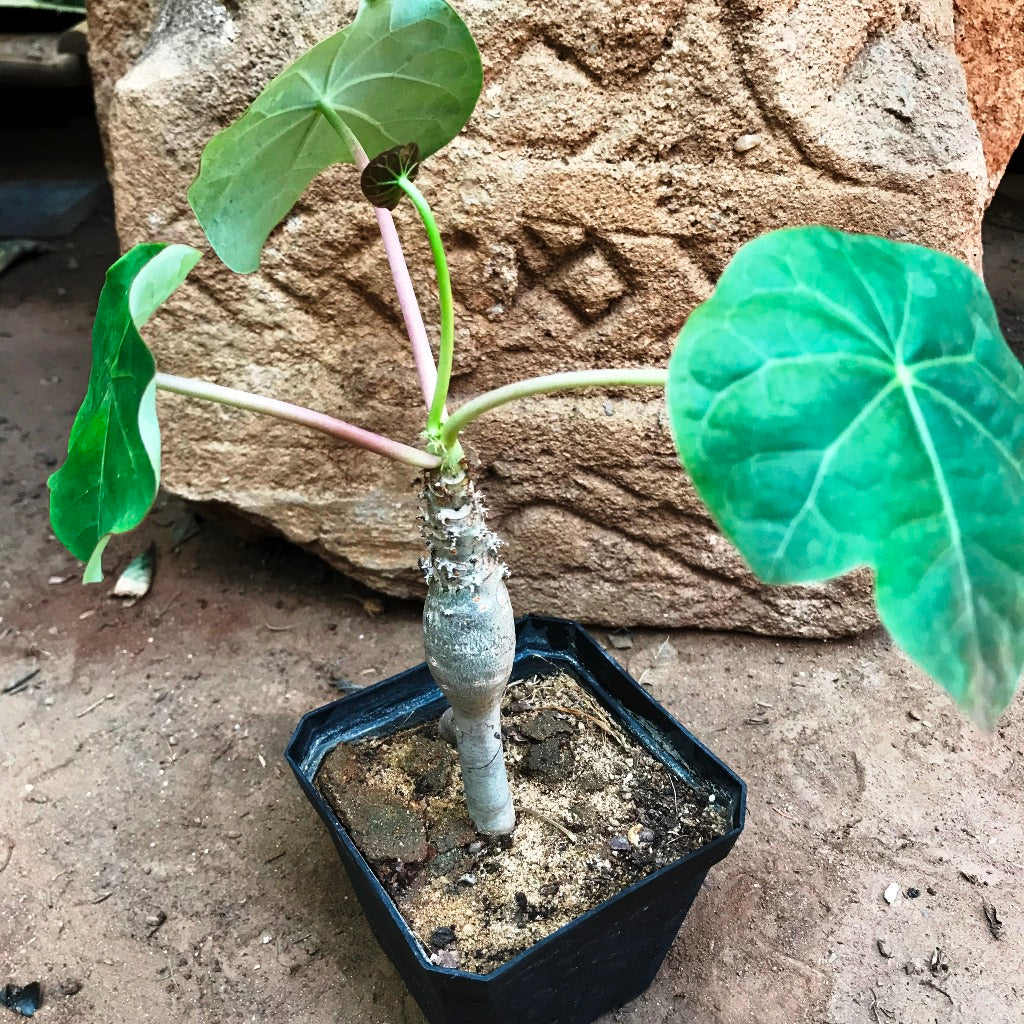jatropha succulent Jatropha Podagrica Compacta Cactus Plant Online