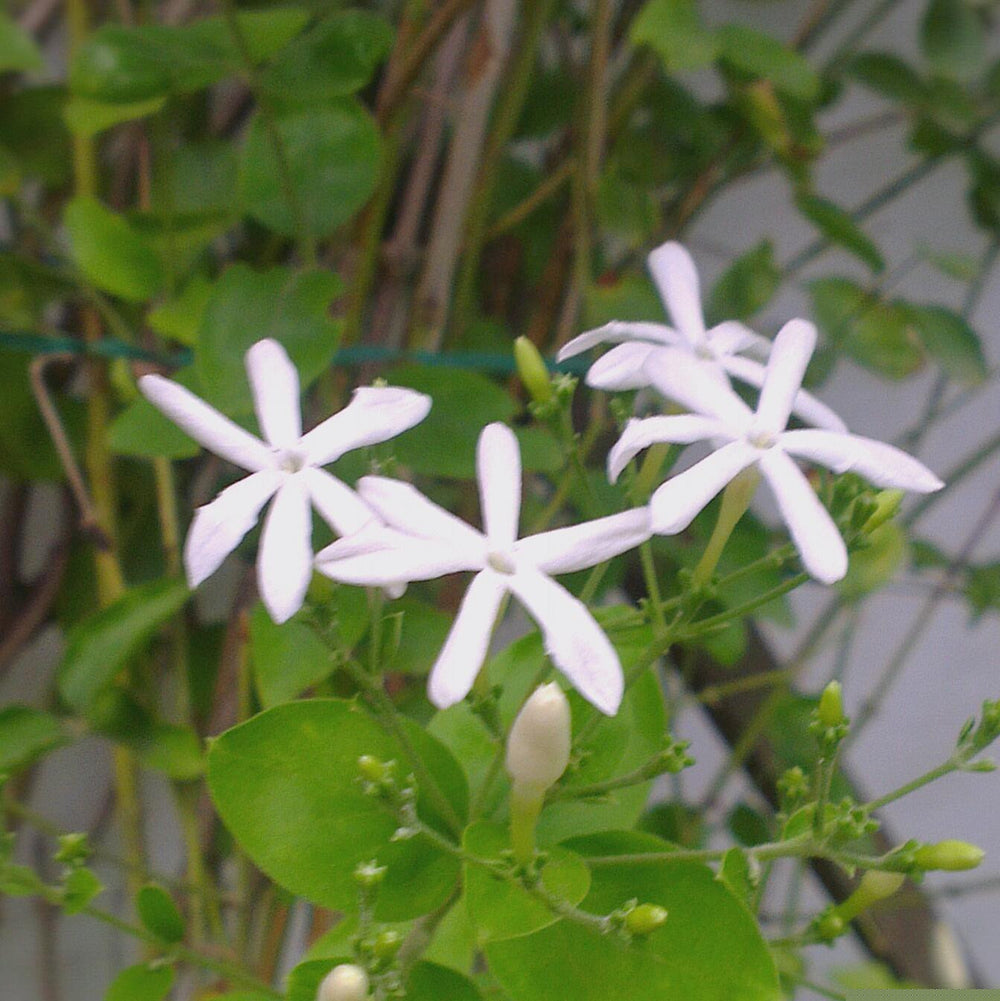 Buy Flowering Plants Online at Best Prices – MyBageecha