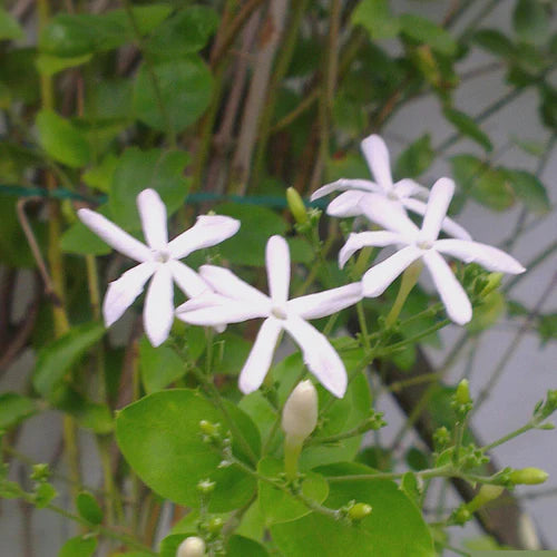 fragrant flowering Jasminum Mogra combos - Juhi + Belle of India+ Madan Mogra + Butt Mogra Plants - myBageecha