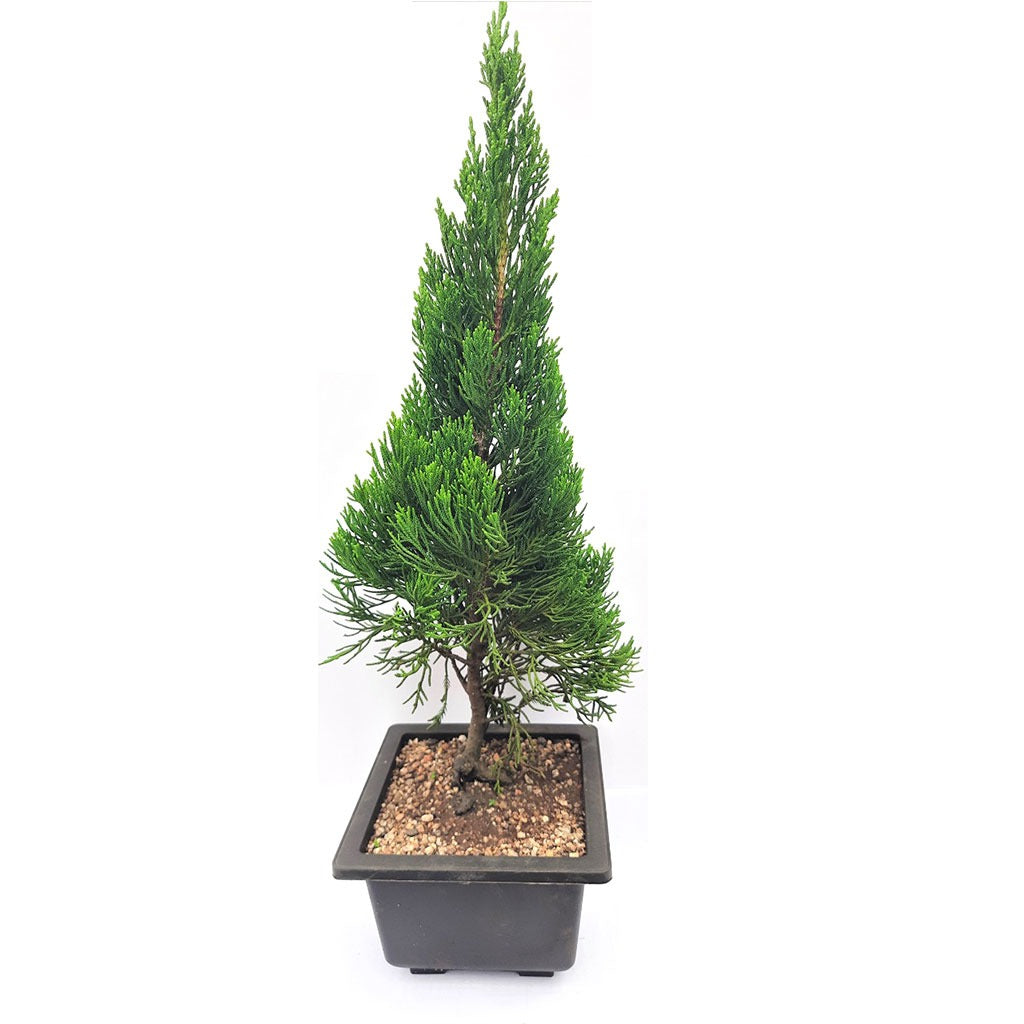 Juniperus Chinensis Torulosa - Bonsai Suitable Plant - myBageecha