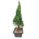 Juniperus Chinensis Torulosa - Bonsai Suitable Plant