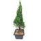 Juniperus Chinensis Torulosa - Bonsai Suitable Plant