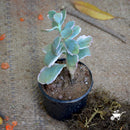 Kalanchoe Fedtschenkoi 'Variegata' Plants myBageecha - myBageecha