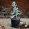 Kalanchoe Fedtschenkoi 'Variegata' Plants myBageecha - myBageecha