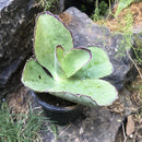 Kalanchoe Synsepala Succulent Plant
