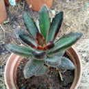 Kalanchoe Tomentosa Black Tie Succulent Plant