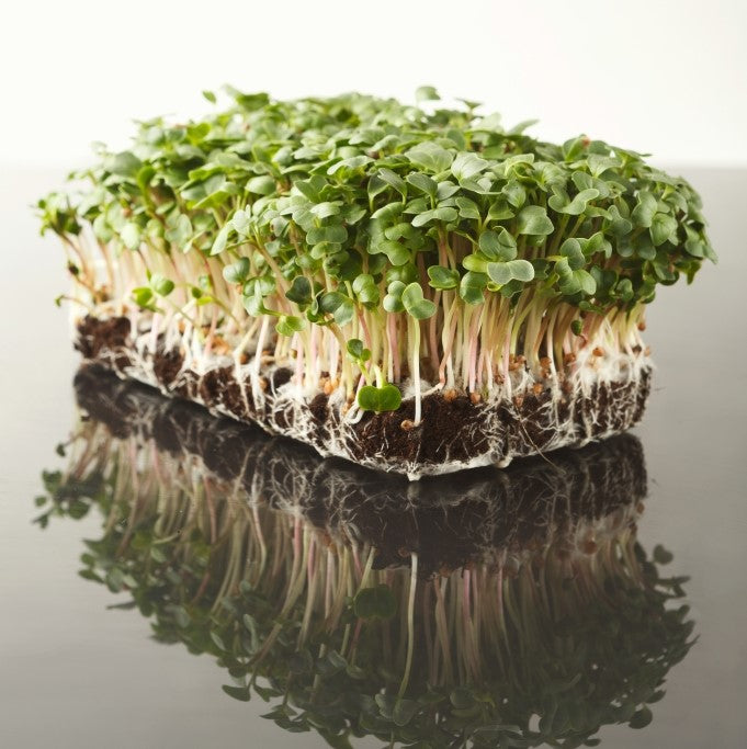 Kale Microgreen Seeds - myBageecha