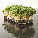 Kale Microgreen Seeds
