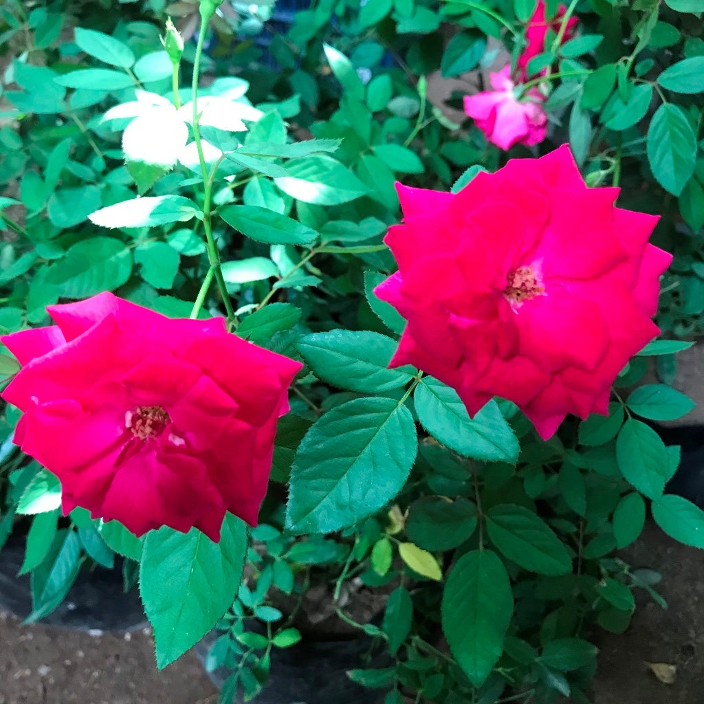 Kashmir Rose Shrub Rose Plant - myBageecha