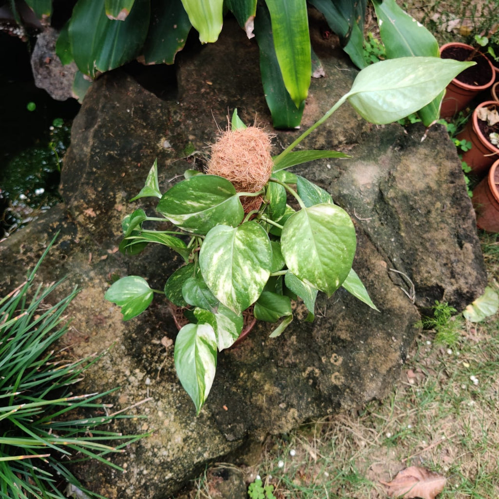 Kokedama Trellis Golden Pothos Plant - myBageecha