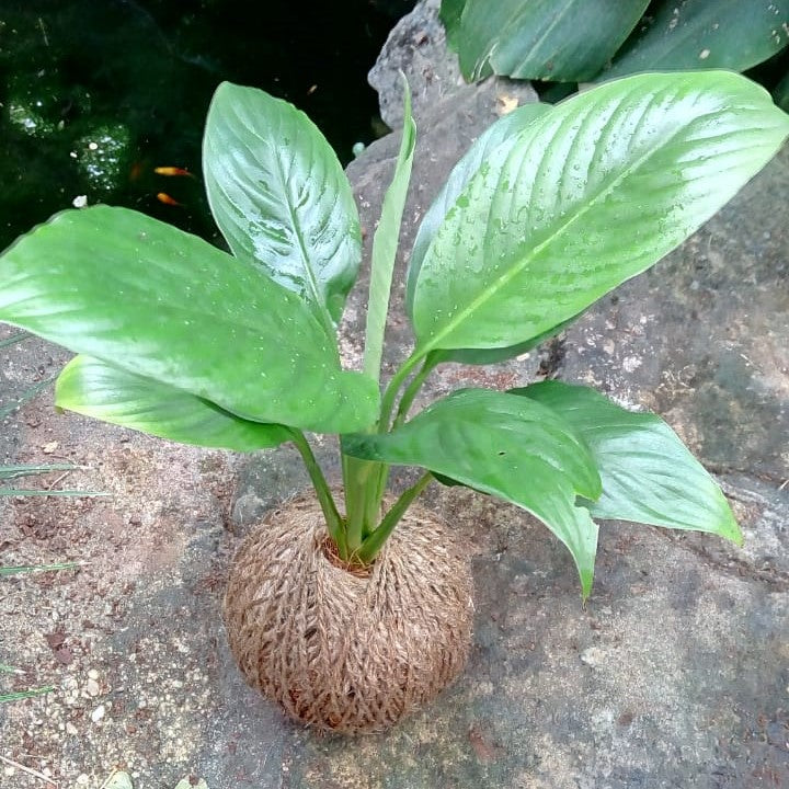 Kokedama Moss Ball Peace Lily Plant - myBageecha