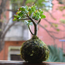 Kokedama Moss Ball Crassula Ovata Plant