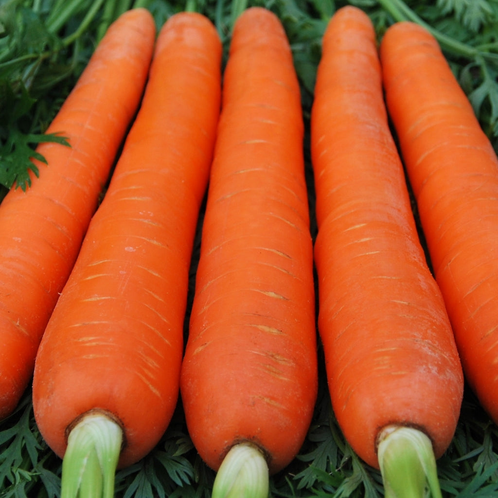 Carrot Indam Kuroda (OP) Vegetable Seeds - myBageecha