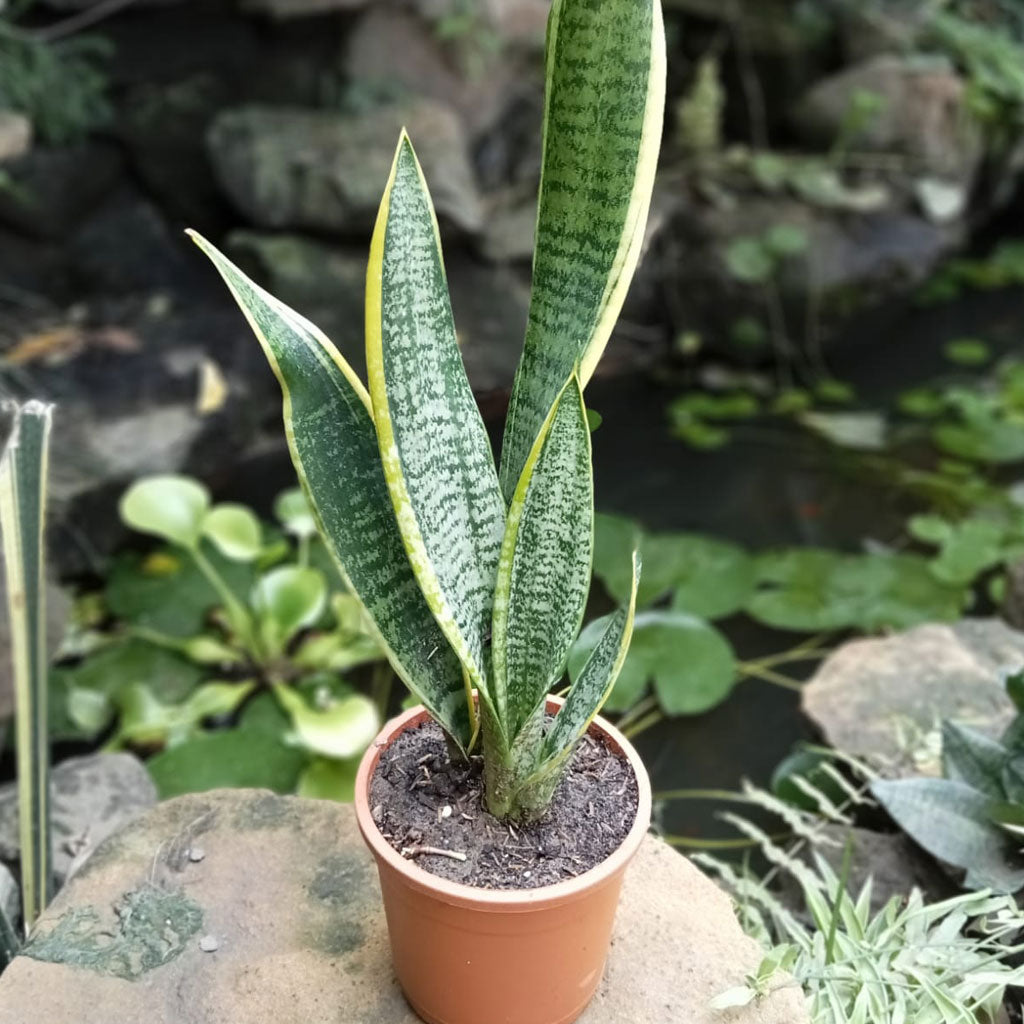 snake plant sansevieria trifasciata Sansevieria Laurentii Snake Variegated Indoor Plant