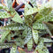 Ledebouria socialis-Silver Squill Plants myBageecha - myBageecha