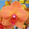 Phalaenopsis-Lee 1019