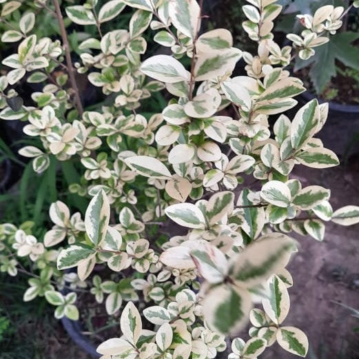Ligustrum Ovalifolium Argenteum Plant